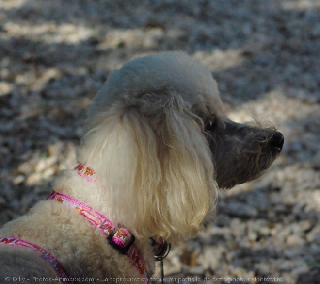 Photo de Caniche moyen