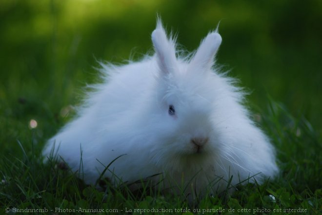 Photo de Lapin