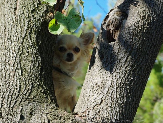 Photo de Chihuahua  poil long