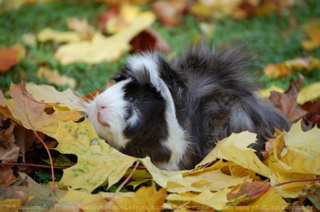 Photo de Cochon d'inde - abyssin / rosette