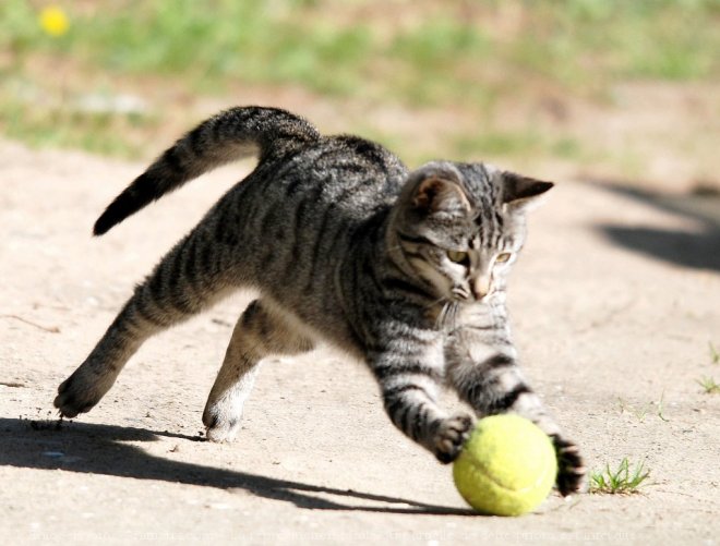 Photo de Chat domestique