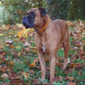 Photo de Boxer