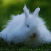 Photo de Lapin