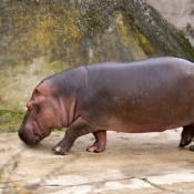 Photo de Hippopotame