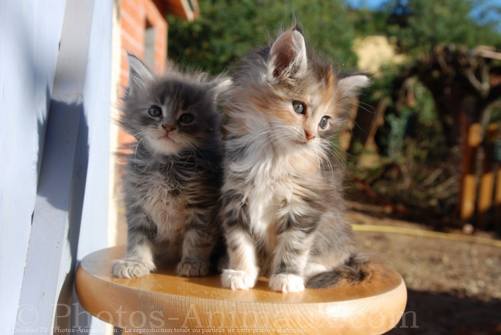 Photo De Maine Coon Bébé N° 497127 Sur Photos 4260