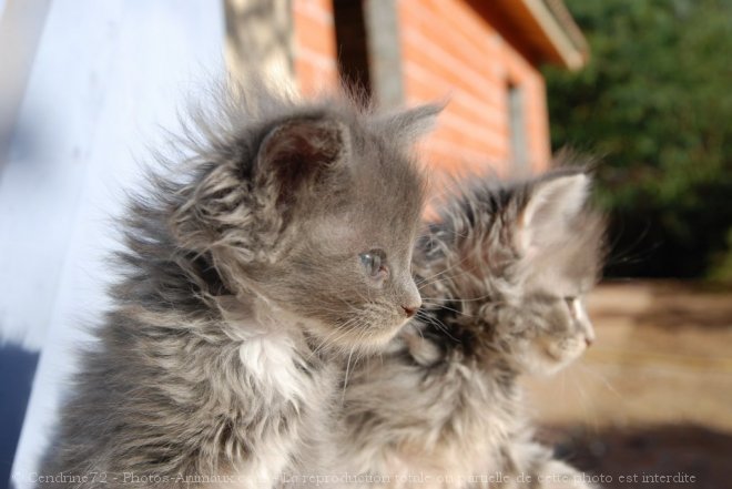 Photo de Maine coon