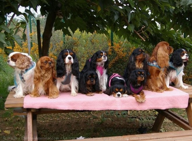 Photo de Cavalier king charles spaniel