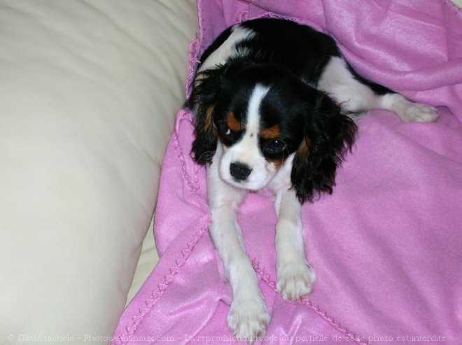 Photo de Cavalier king charles spaniel