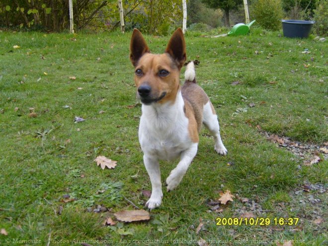 Photo de Jack russell terrier