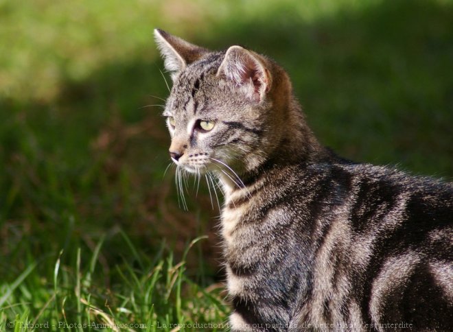 Photo de Chat domestique