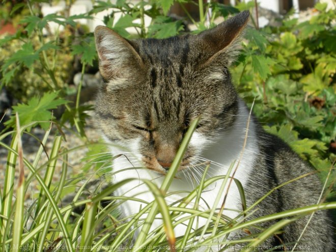 Photo de Chat domestique