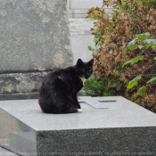 Photo de Chat domestique