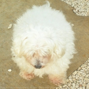 Photo de Bichon maltais