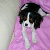 Photo de Cavalier king charles spaniel