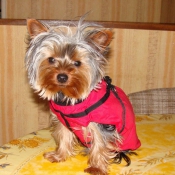 Photo de Yorkshire terrier