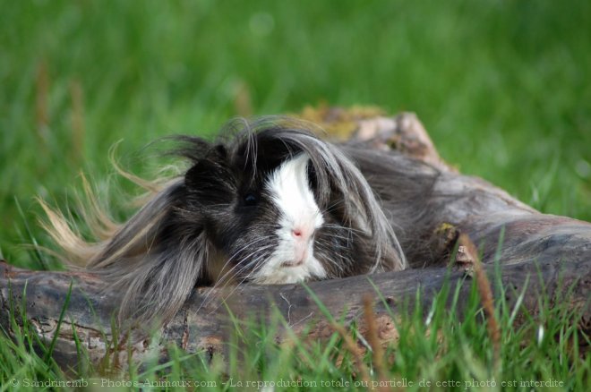 Photo de Cochon d'inde - pruvien