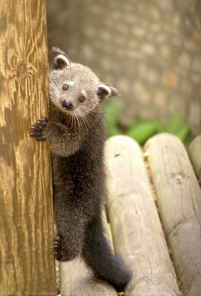 Photo de Binturong