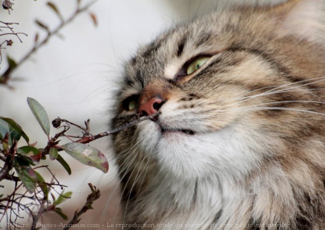 Photo de Siberien