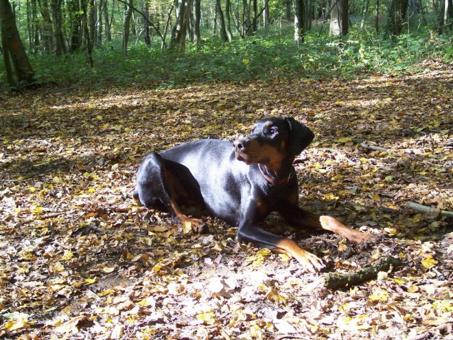 Photo de Dobermann