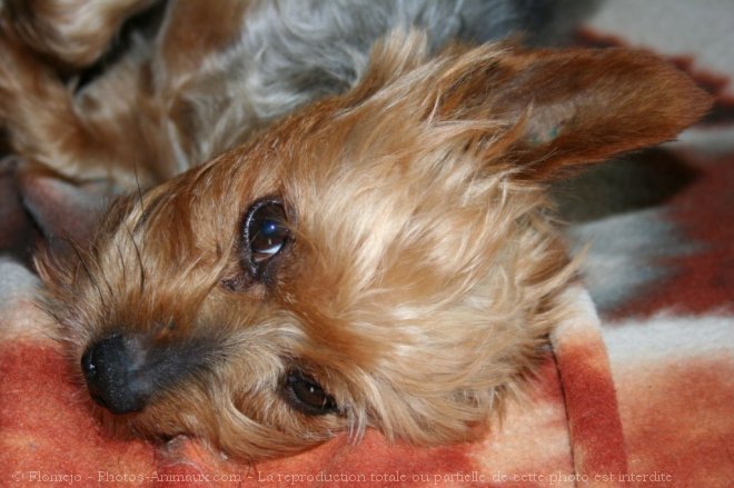 Photo de Yorkshire terrier