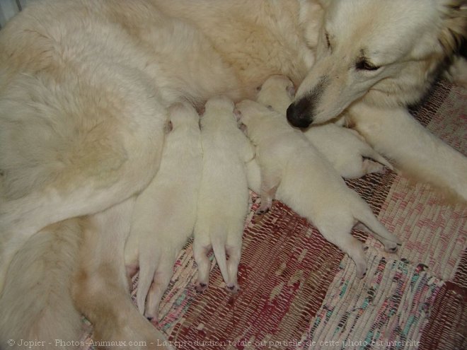 Photo de Berger blanc suisse