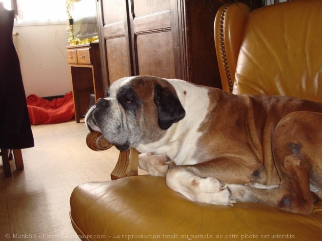 Photo de Boxer