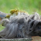 Photo de Cochon d'inde - pruvien