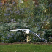 Photo de Mouette