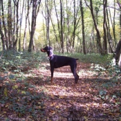 Photo de Dobermann