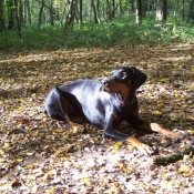 Photo de Dobermann