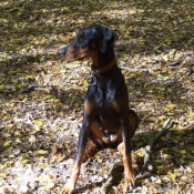 Photo de Dobermann