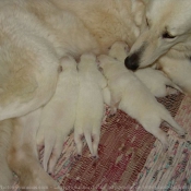 Photo de Berger blanc suisse