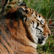 Photo de Tigre