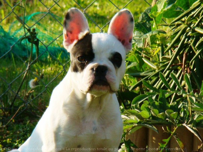 Photo de Bouledogue franais