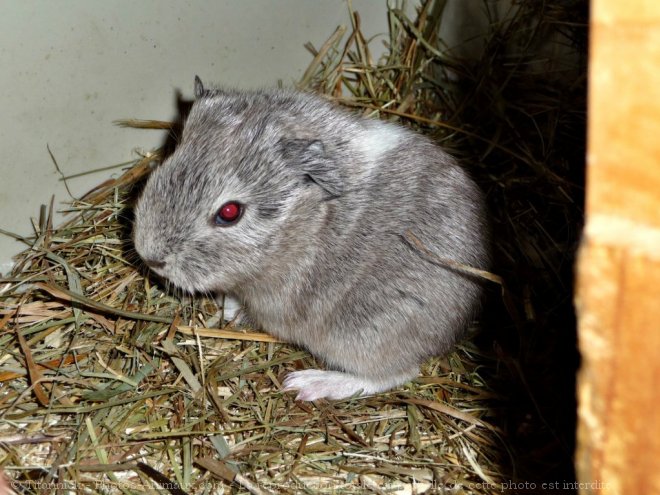 Photo de Cochon d'inde - agouti