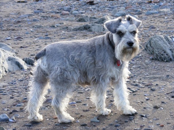 Photo de Schnauzer nain