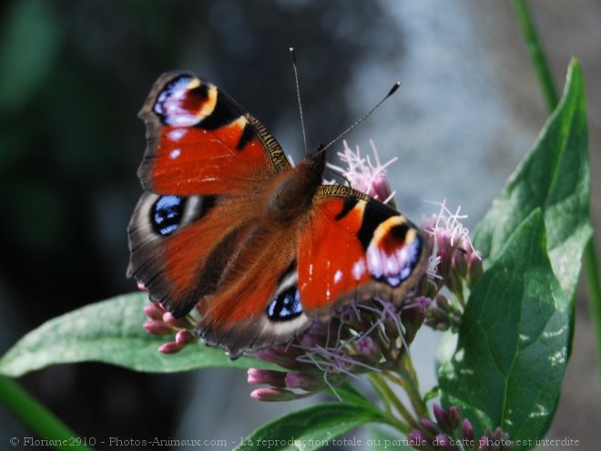 Photo de Papillon - paon du jour