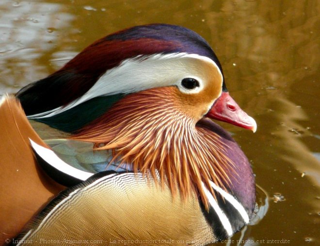 Photo de Canard mandarin