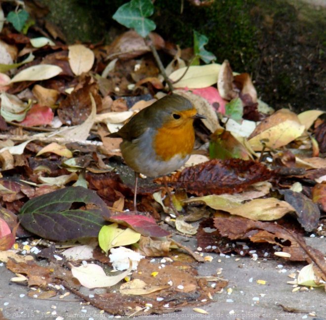 Photo de Rouge gorge