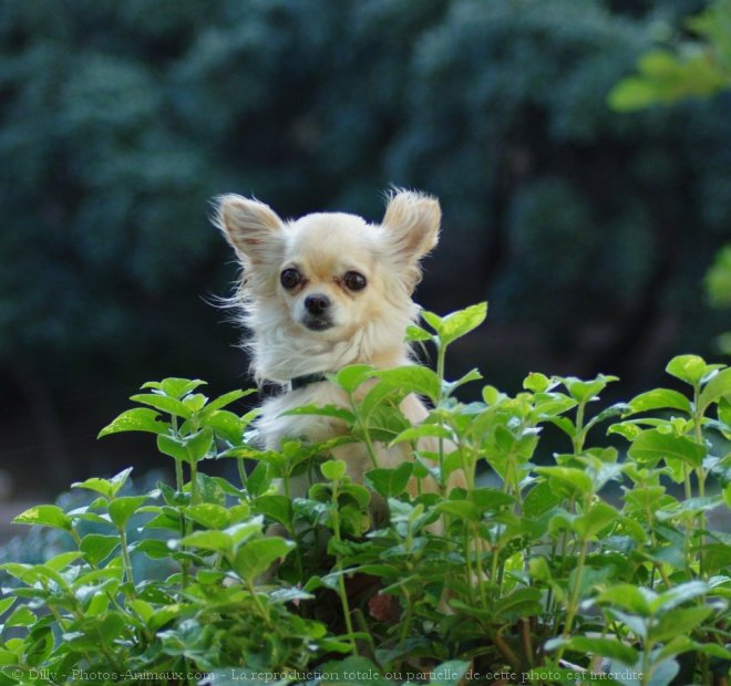 Photo de Chihuahua  poil long