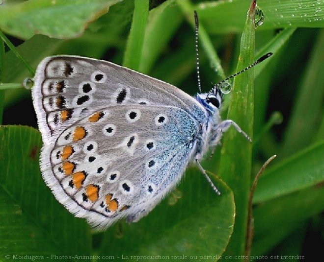 Photo de Papillon - le bel argus