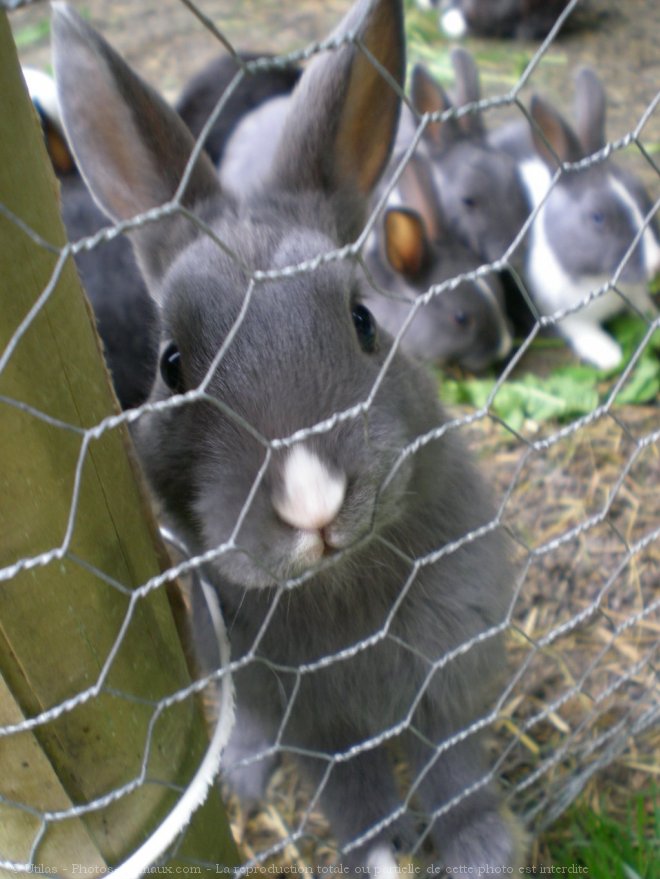 Photo de Lapin