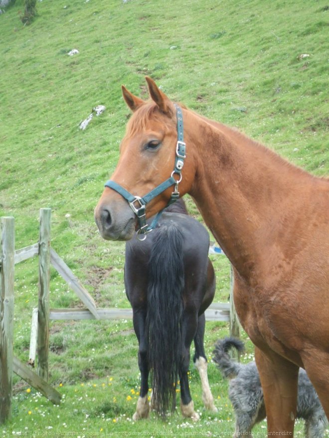 Photo de Quarter horse