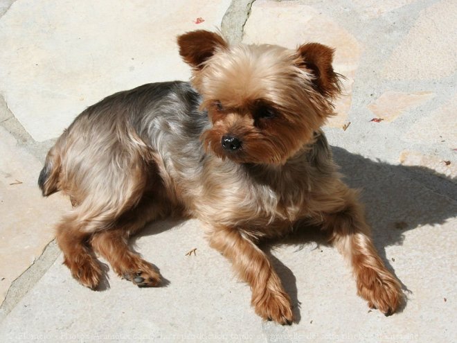 Photo de Yorkshire terrier