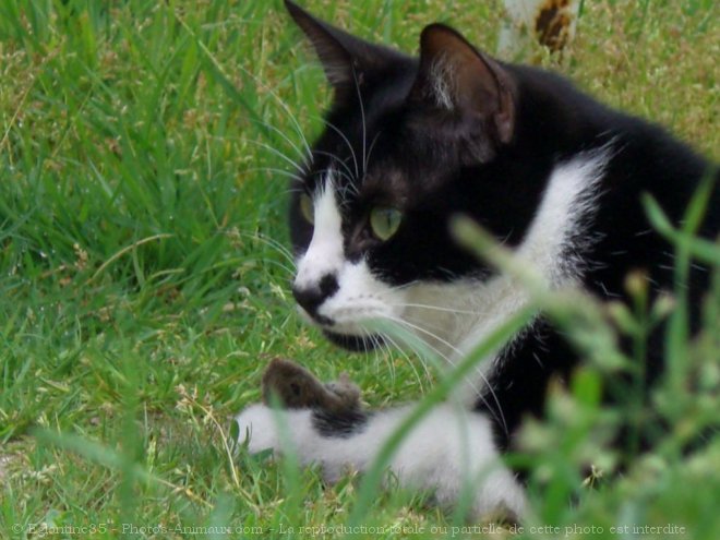 Photo de Chat domestique