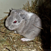 Photo de Cochon d'inde - agouti