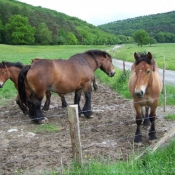 Photo d'Ardennais