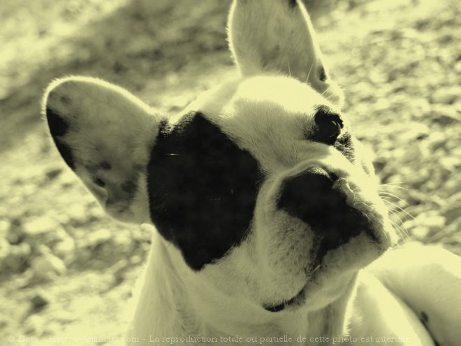 Photo de Bouledogue franais