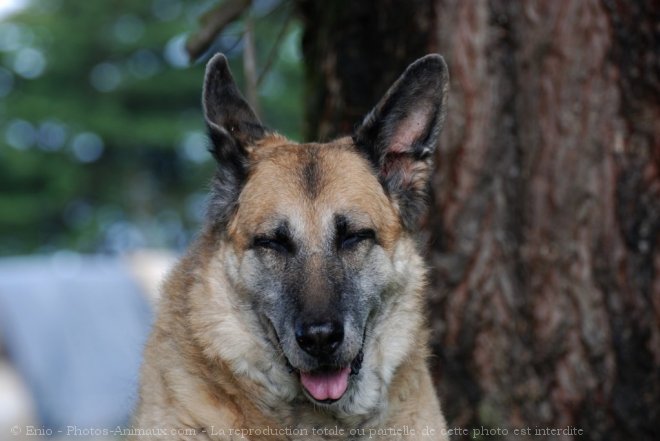 Photo de Berger allemand  poil court