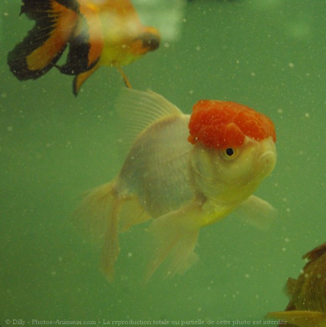 Photo de Poissons rouges